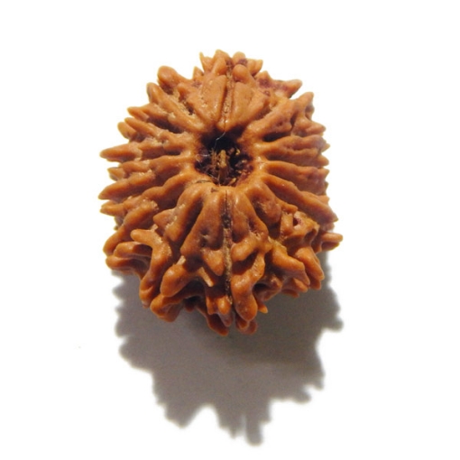 14 Face Nepali Rudraksha