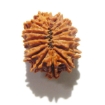 14 Face Nepali Rudraksha