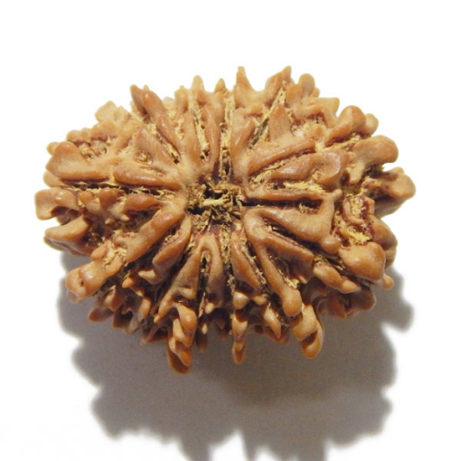 Thirteen Face Rudraksha