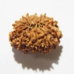 Thirteen Face Rudraksha