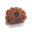 Thirteen Face Rudraksha