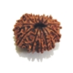 Thirteen Face Rudraksha