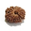 Thirteen Mukhi Rudraksha