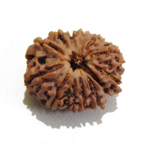 Thirteen Mukhi Rudraksha