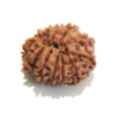 Thirteen Mukhi Rudraksha