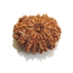 Thirteen Face Rudraksha