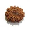 Thirteen Face Rudraksha