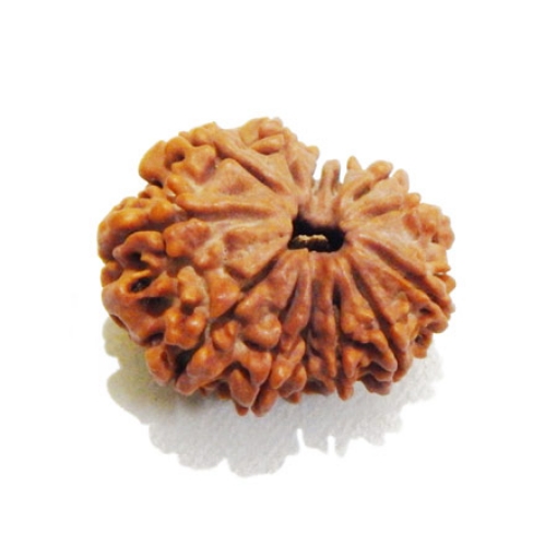 Thirteen Face Rudraksha