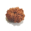 Thirteen Face Rudraksha