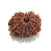 Thirteen Face Rudraksha