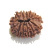 Thirteen Face Rudraksha