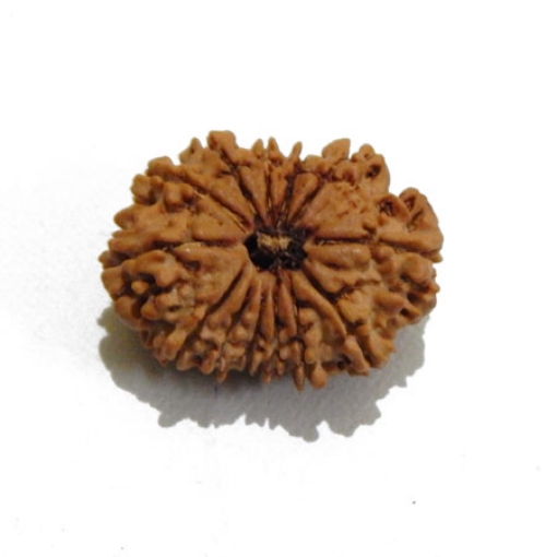 Thirteen Face Rudraksha