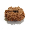 Thirteen Face Rudraksha