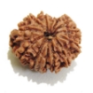 Thirteen Face Rudraksha