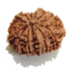 Thirteen Face Rudraksha