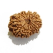 Thirteen Face Rudraksha