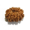 Thirteen Face Rudraksha