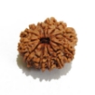 Thirteen Face Rudraksha