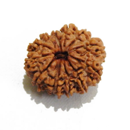 Thirteen Face Rudraksha