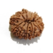 Thirteen Face Rudraksha