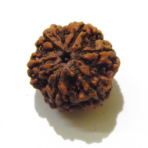 Six Face Rudraksha