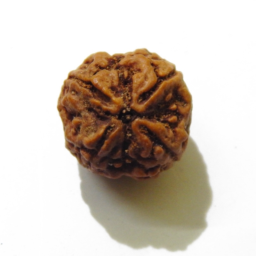 four mukhi nepali rudraksha