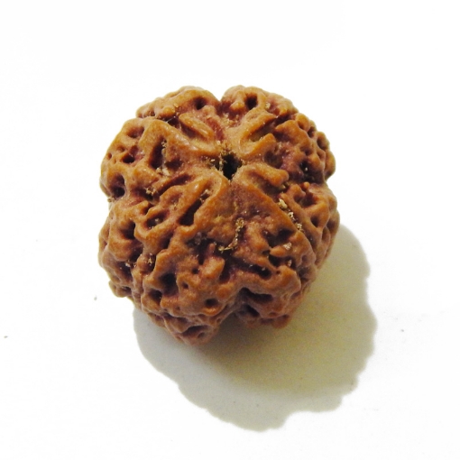 four mukhi nepali rudraksha