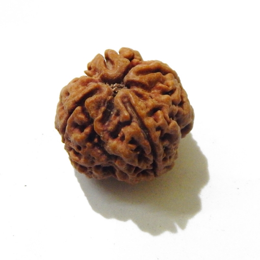 four mukhi nepali rudraksha