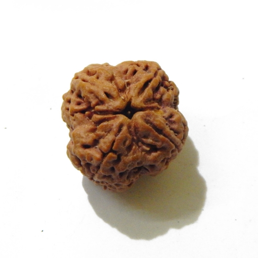 four mukhi nepali rudraksha