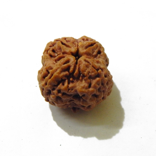 four mukhi nepali rudraksha