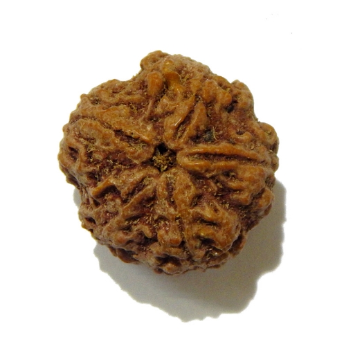 5 Face Big Size Rudraksha