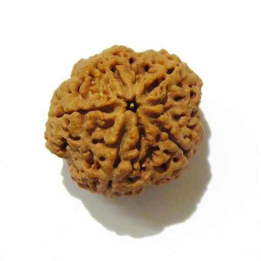 5 Face Big Size Rudraksha