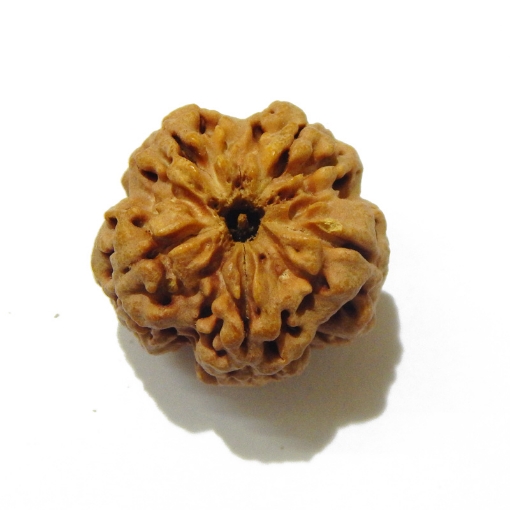 5 Face Big Size Rudraksha