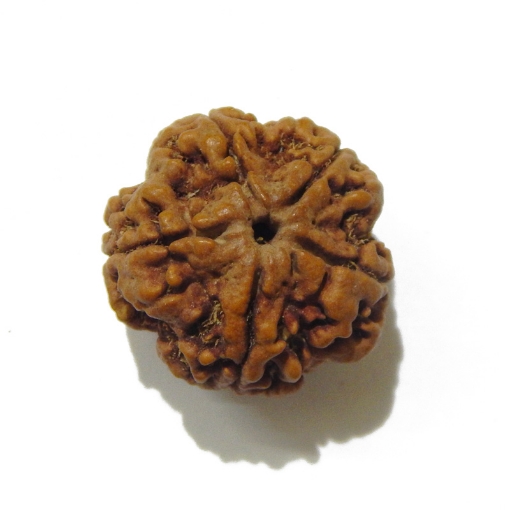 5 Mukhi Large Rudraksha