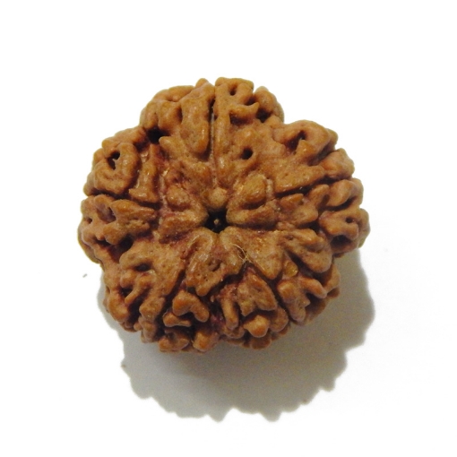 5 Face Big Size Rudraksha