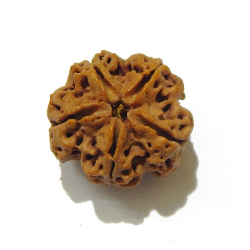 5 Face Big Size Rudraksha