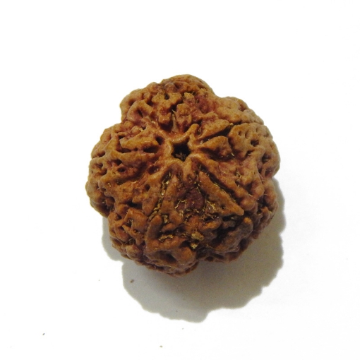 5 Face Big Size Rudraksha