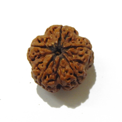 5 Face Big Size Rudraksha