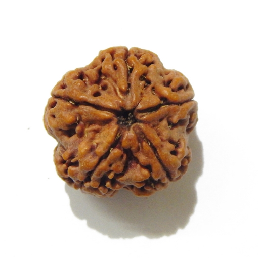 5 Face Big Size Rudraksha