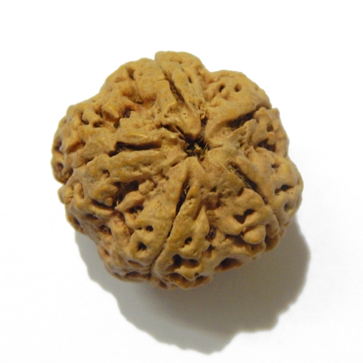 5 Face Big Size Rudraksha