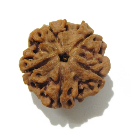 5 Face Big Size Rudraksha