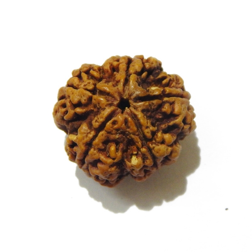 5 Face Big Size Rudraksha