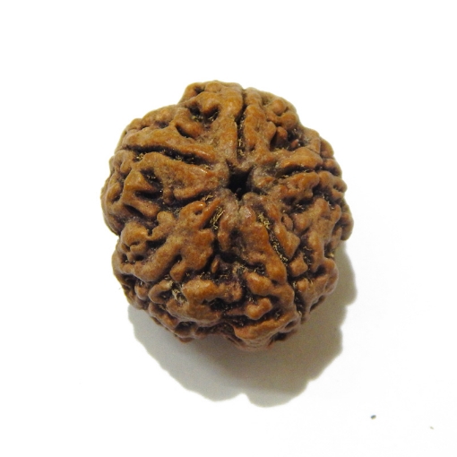 5 Face Big Size Rudraksha