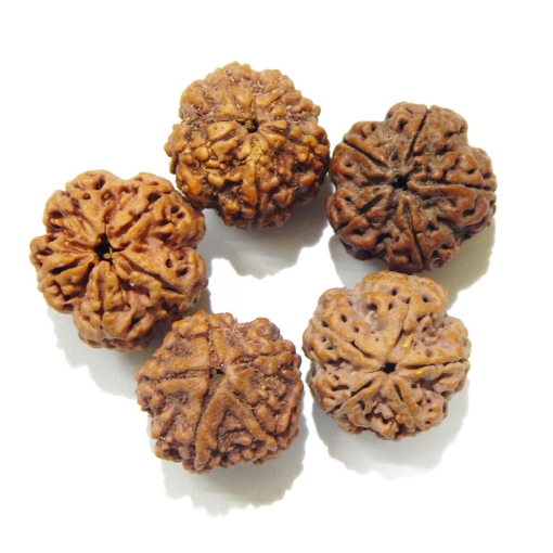 5 Face Big Size Rudraksha