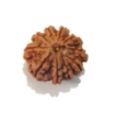 Ten Mukhi Rudraksha