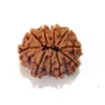 Ten Mukhi Rudraksha