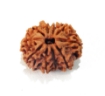 Ten Mukhi Rudraksha