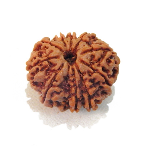 Ten Mukhi Rudraksha