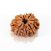 Ten Mukhi Rudraksha