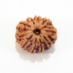 Ten Mukhi Rudraksha